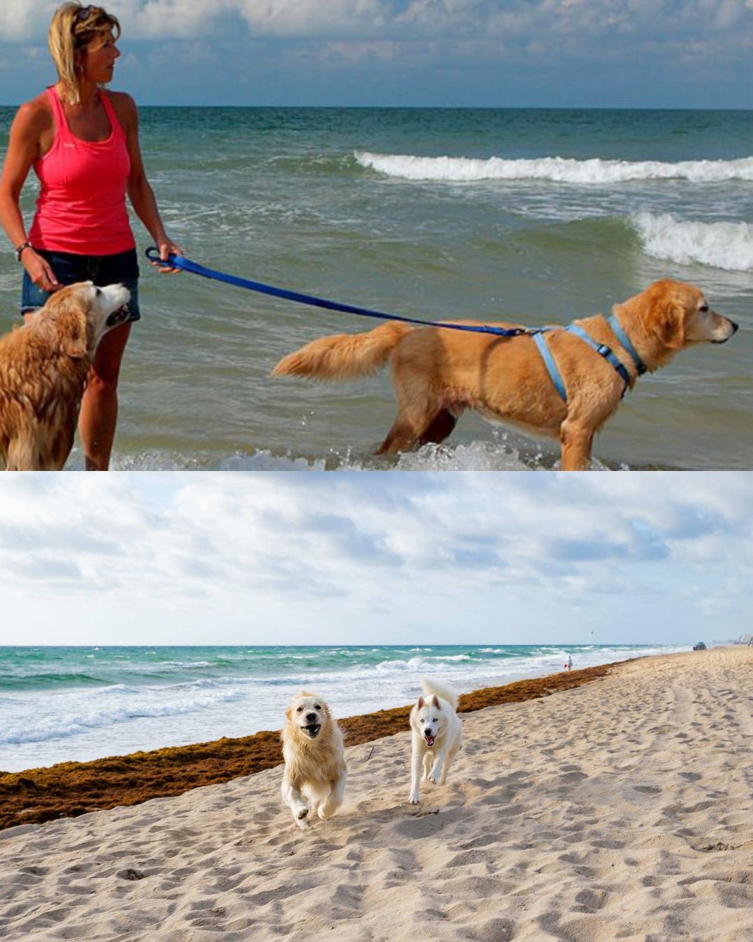 pet-friendly holiday homes