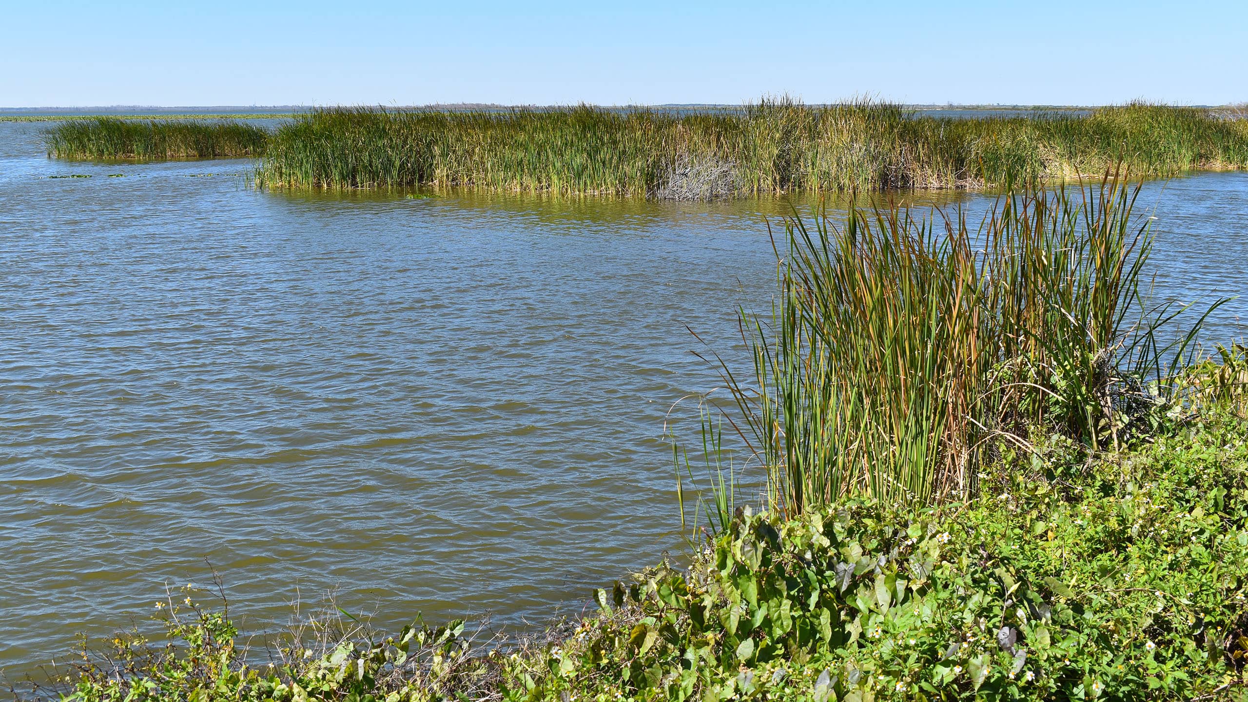 Lake Apopka Wildlife Drive